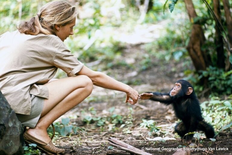 jane goodall. lartisan